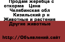 Продам жеребца с откорма › Цена ­ 45 000 - Челябинская обл., Кизильский р-н Животные и растения » Другие животные   